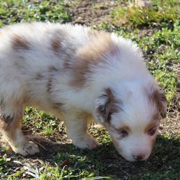 Otis - Red merle male Australian Shepherd puppy in Kansas, Oklahoma from Windy G Farm