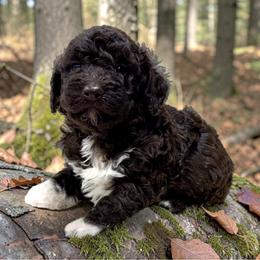 Desiree - Brown female Lagotto Romagnolo puppy in Seymour, Missouri from Terra Incognita