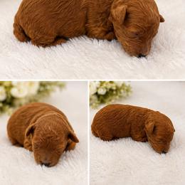 Rusty - Red  male Poodle puppy in Atlanta, Georgia from TRDBOATL