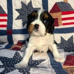 Spud - Tri-color male Cavapoo puppy in Springfield, Missouri from Ozark Mountain Cavaliers