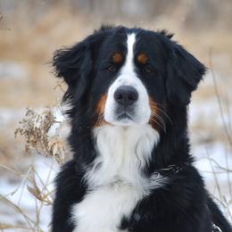 Bernese Mountain Dogs and Golden Retrievers from Clara’s Dogs