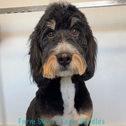 Remi - Bernedoodle