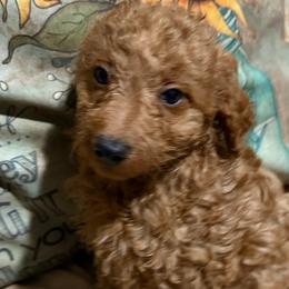 Teddy - Apricot male Goldendoodle puppy in Centralia, Missouri from Oodles Of Doodles Mo.