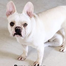 French Bulldogs from K.O. Frenchies