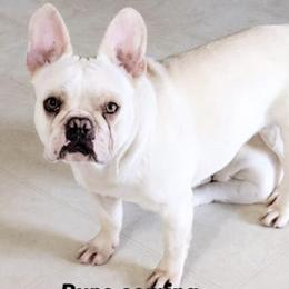 French Bulldogs from K.O. Frenchies
