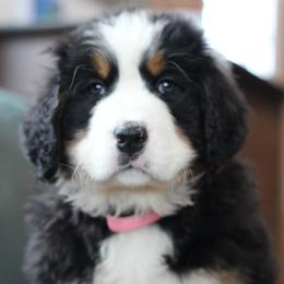 Lucy - Black rust and white female Bernese Mountain Dog puppy in Walnut Creek, Ohio from Emerald Acres Bernese