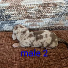 Patty - Dapple male Dachshund puppy in Barnard, Missouri from KB Doxies