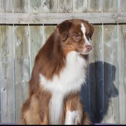 Marvel  - Australian Shepherd