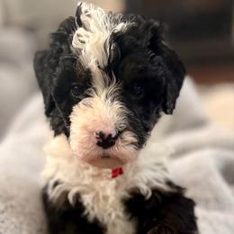 Red collar girl - Tri-color female Bernedoodle puppy in Lake, Michigan from 3 King Doodles & Poodles