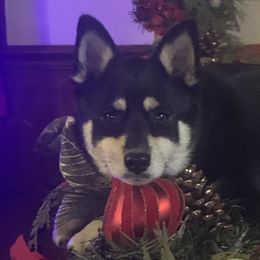 Poppy - Pomsky
