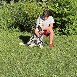 Clover - Dalmatian