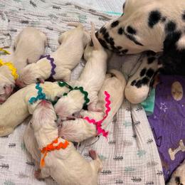 Sunny - White and black female Dalmatian puppy in Melrose, New Mexico from ECMO Farm Dalmatians & Labrador Retrievers