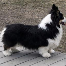 Gemmy - Pembroke Welsh Corgi