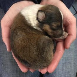 Collie Puppies from Rheign Collies