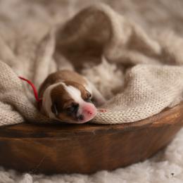 Red Collar - Tennessee - Red male Pembroke Welsh Corgi puppy in Waverly Hall, Georgia from 6g Ranch Corgis