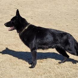 Irak - German Shepherd