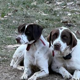 Dolly - German Shorthaired Pointer
