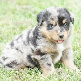 Girl 1 - female Miniature Australian Shepherd puppy in Ada, Oklahoma from Caprock Mini & Toy Aussies