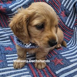 Dachshund Puppies from Watsons Dachshunds