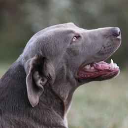 Dilute Retriever All Grown Up from Hickory Hills Silver Labs