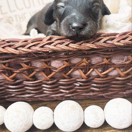 Pecan 3500 - Cream male Dachshund puppy in Sylvania, Alabama from Yancey’s Doxies