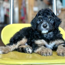 Damian Brennan - Black phantom male Aussiedoodle puppy in Lancaster, Minnesota from Finney Ranch