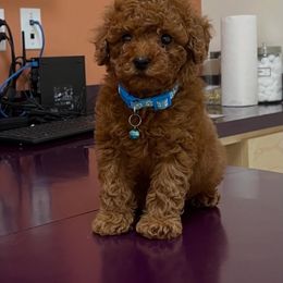 Goldendoodle All Grown Up from With Love Golden Doodles
