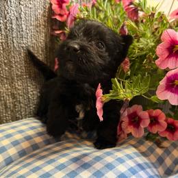 Black Girl 2-white blaze - Black female Scottish Terrier puppy in Nickelsville, Virginia from Pecan Creek