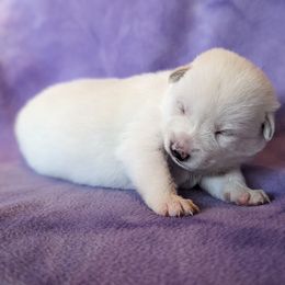 Pomsky Puppies from Valparaiso Pomskys