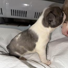Blizzard - Blue male Boston Terrier puppy in Huntington, West Virginia from AKC Moonshine Valley Boston Terriers