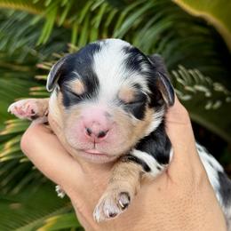 Apollo - Blue merle male Aussiedoodle puppy in Norco, California from DLT MiniAussie