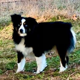 Waylon - Miniature Australian Shepherd