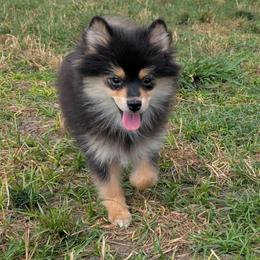 Raven (Goober) - Tri-color female Pomsky puppy in Temple, Texas from Lone Star Pomsky