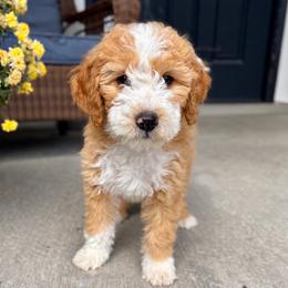 Pumpkin - Red male Bernedoodle puppy in Springville, Utah from Oodles of Bernedoodles