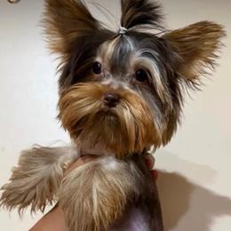 Dex - Chocolate and tan male Yorkshire Terrier puppy in Jacksonville, Florida from TLJ Choco Yorkie Love