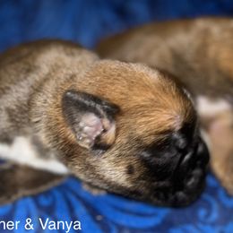 Boxer Puppies from Von Royal Dell’Infinite