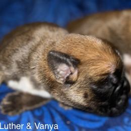 Boxer Puppies from Von Royal Dell’Infinite