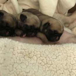 Pug Puppies from Pickwick Pugs
