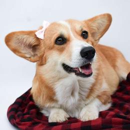 Enslie - Pembroke Welsh Corgi