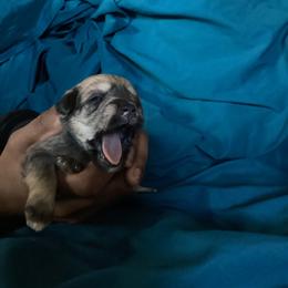 Saddie - Salt and pepper female Miniature Schnauzer puppy in Little Elm, Texas from Matrix Schnauzers