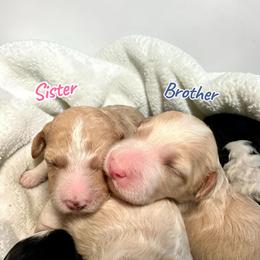 Fawn and White Male - Fawn and white male Sheepadoodle puppy in Cambridge, Ohio from Sweet Creek Pups