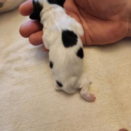 Girl 2 - White and black female Papillon puppy in Bon Aqua, Tennessee from Rene's Papillon