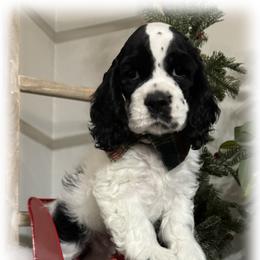 Pugsley - Black and white male Cocker Spaniel puppy in Texarkana, Texas from K&M Cocker Spaniels