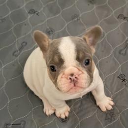 Cassie - Blue female French Bulldog puppy in Franklin, Pennsylvania from Falco’s Frenchies