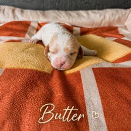 Butter - Blenheim male Cavapoo puppy in Mayo, Florida from Kingston’s Cavaliers
