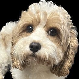 Angel - Cavapoo