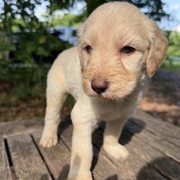 George - Cream male Goldendoodle puppy in Heath, Texas from Doodles Divine