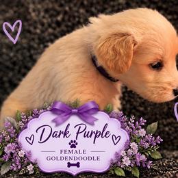 Goldendoodle Puppies from Aaryn Allman