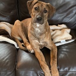 Catahoula Leopard Dog Puppies from Bons Temps Catahoulas