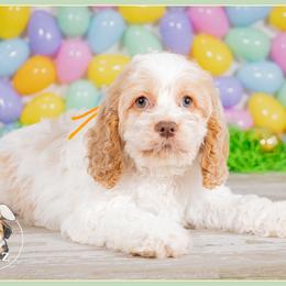 Shamrock - Red and white female Cockapoo puppy in Connersville, Indiana from Deaz Doodle Ranch